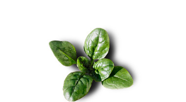 Feldsalat
