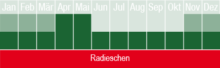 Radieschen