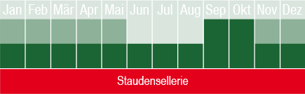 Staudensellerie